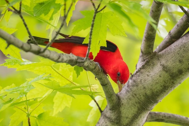 A red bird in a tree branch. 